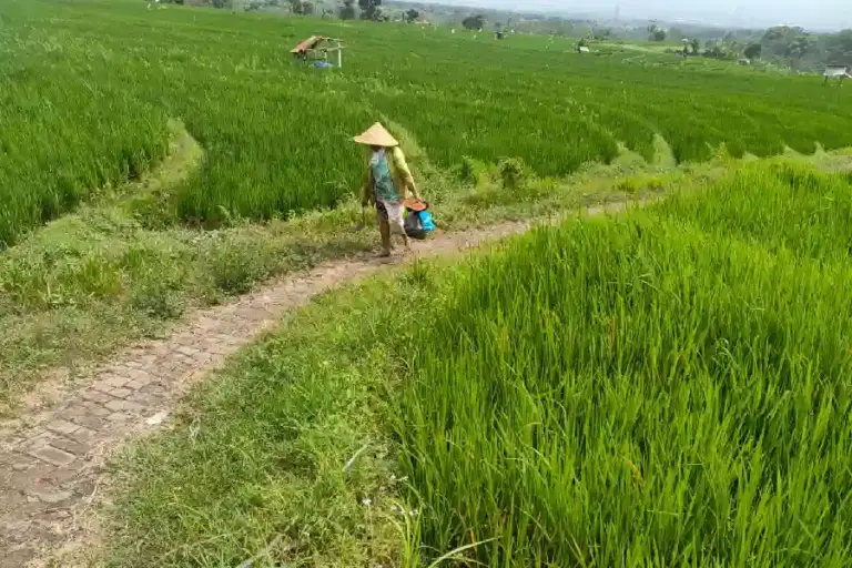 Petani Kini Miliki Pijakan Regulasi: Seminar Benih Lokal Mojokerto Perkuat Kemandirian dan Standar Organik Padi menghampar di kawasan persawahan Seloliman, Mojokerto