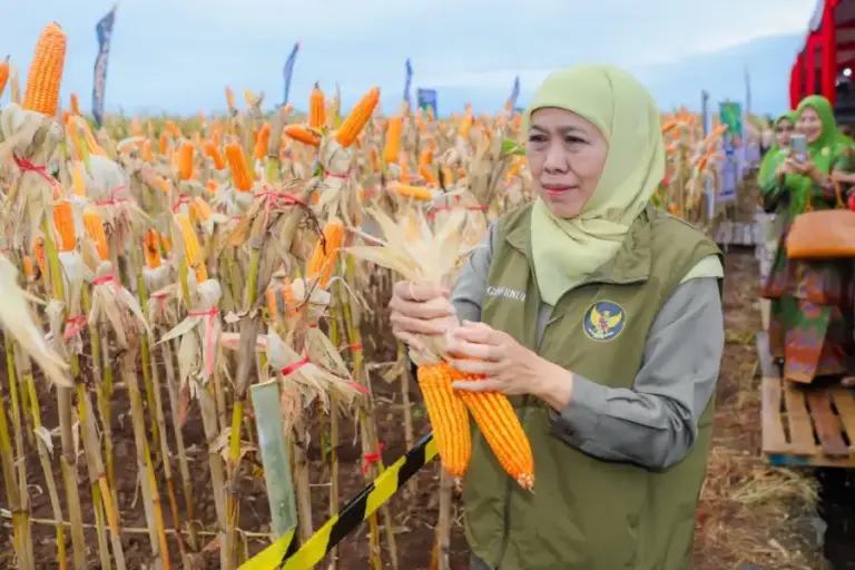 Panen Jagung 50 Hektare di Banyuwangi, Khofifah Tegaskan Sinergi Jatim Perkuat Kedaulatan Pangan
