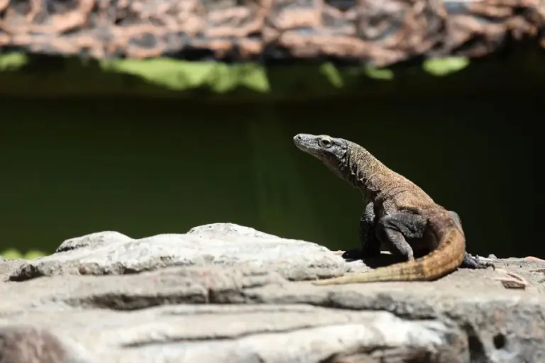 Breeding Sukses, Populasi Komodo di Kebun Binatang Surabaya Tembus 50 Ekor, Dilirik Jepang