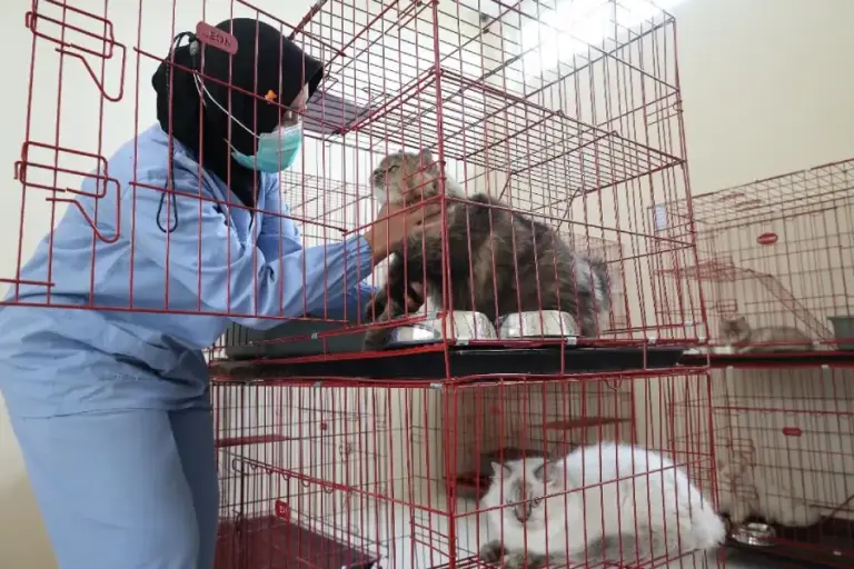 Pemkot Surabaya Gelar Sterilisasi Gratis untuk 100 Kucing Lokal dalam Rangka HJKS ke-733