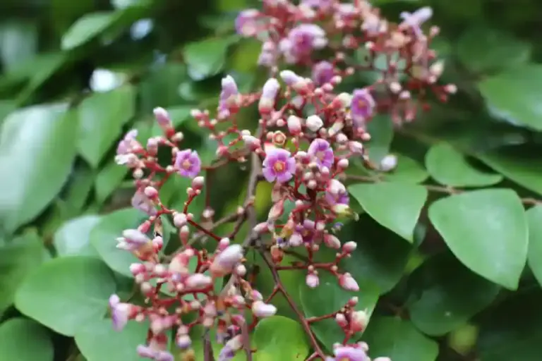 Bunga Belimbing Punya Banyak Manfaat, dari Penyerbukan hingga Obat Herbal Tradisional